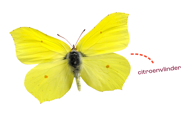 Citroenvlinder