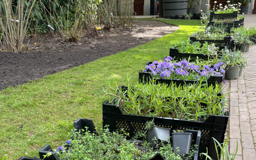 garden